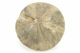Jurassic Sea Urchin (Clypeus) Fossil - England #242204-1
